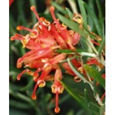 Grevillea Poorinda Constance 1 Plants Native Shrubs Orange Red Flowering Hardy Drought Frost Tough Bird Attracting juniperina victoriae 
